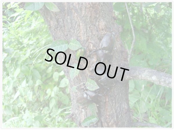 画像1: カブトムシペアセット　予約受付中 (1)