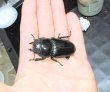 画像3: 能勢YG血統オオクワガタ ♂87.0mm ♀54.6mm (3)