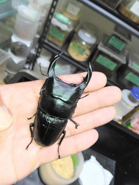 画像1: 能勢YG血統オオクワガタ ♂87.0mm ♀54.6mm (1)