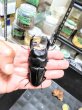 画像1: 播州大鍬同士會　瞳総建作出個体 　能勢YG血統オオクワガタ ♂86.5mm ♀52.9mm (1)