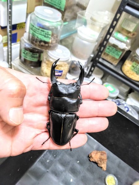 画像1: 播州大鍬同士會　瞳総建作出個体 　能勢YG血統オオクワガタ ♂86.5mm ♀52.9mm (1)