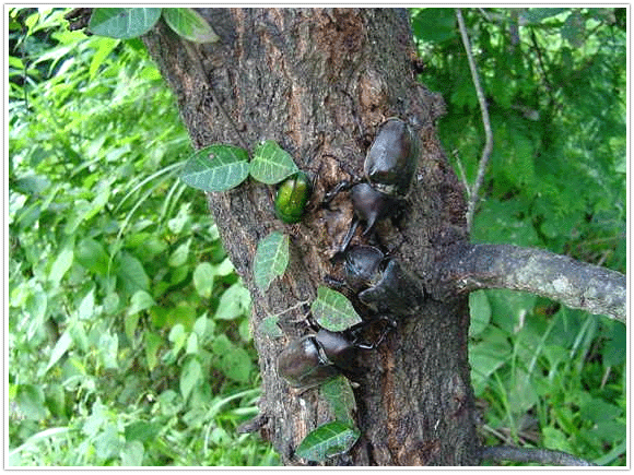 カブトムシ予約受付開始しました。